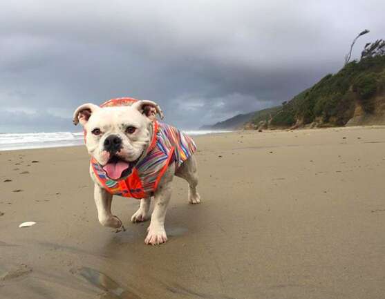 rescue bulldog lilou oregon