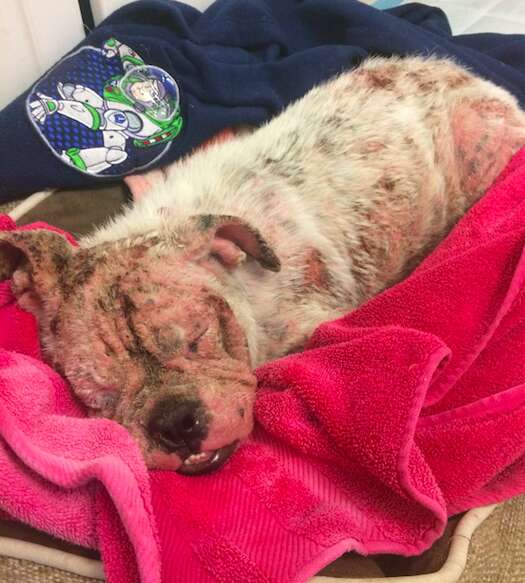 mange bulldog stray california rescue