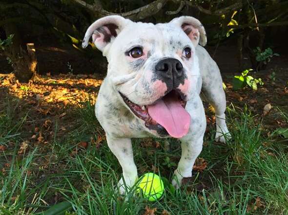 rescue bulldog lilou