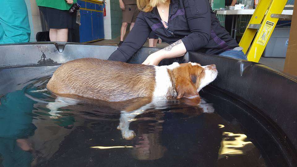 rescue beagle obese new york