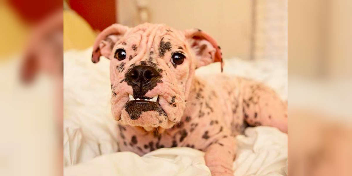 Hairless Bulldog Found On California 