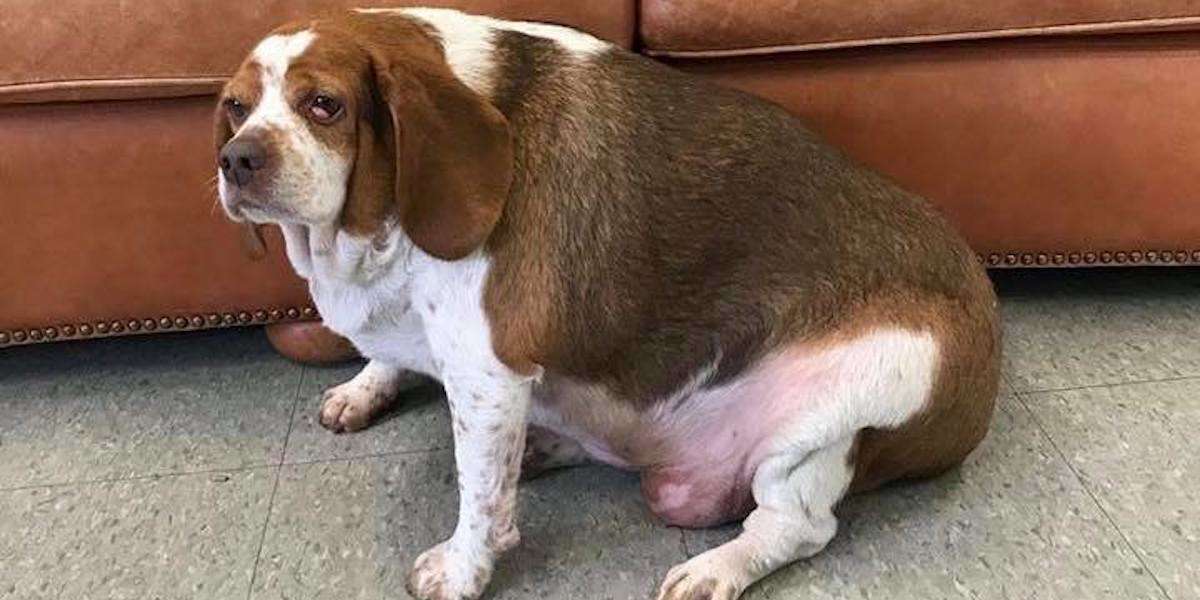 Obese Beagle Makes The Most Inspiring Fitness Transformation The Dodo