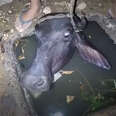Buffalo Stuck In Hole Needed A Lot Of Help To Get Free 