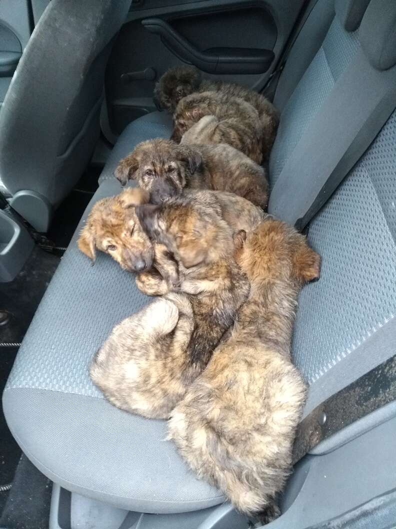 puppies abandoned at car storage place