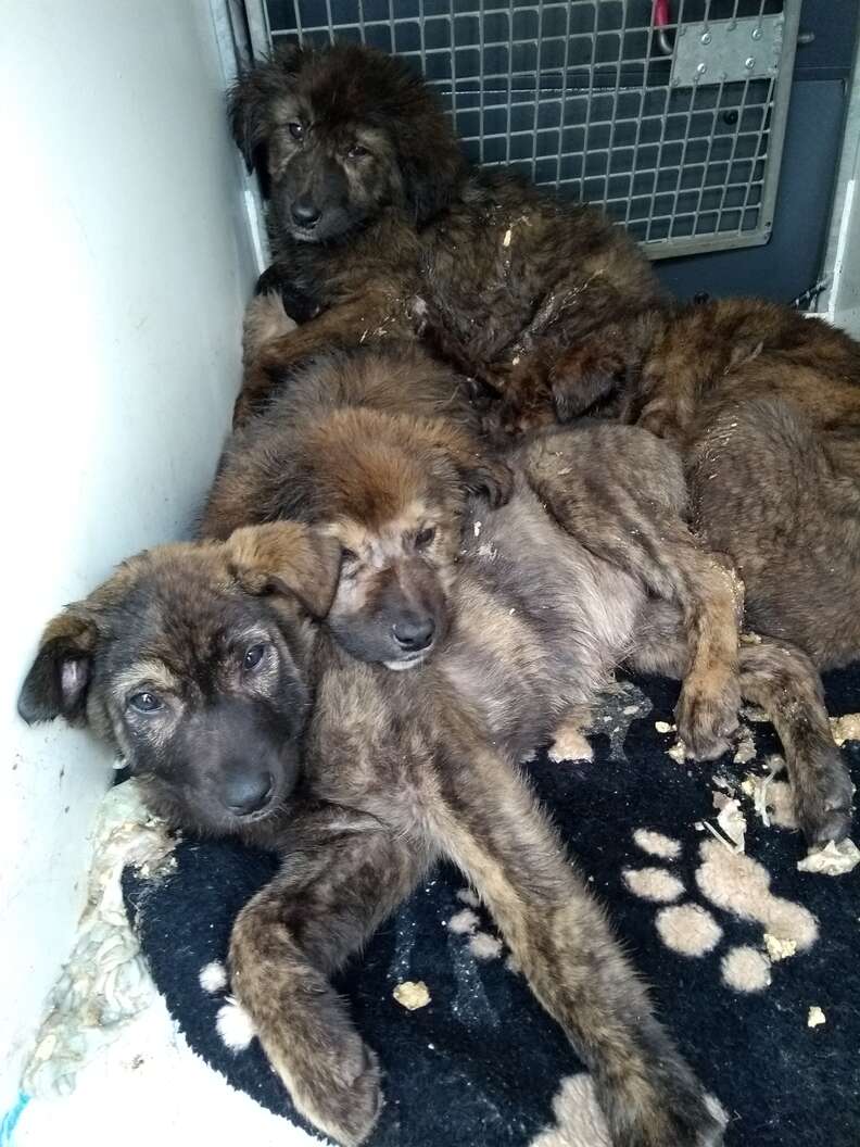 puppies abandoned at car storage place