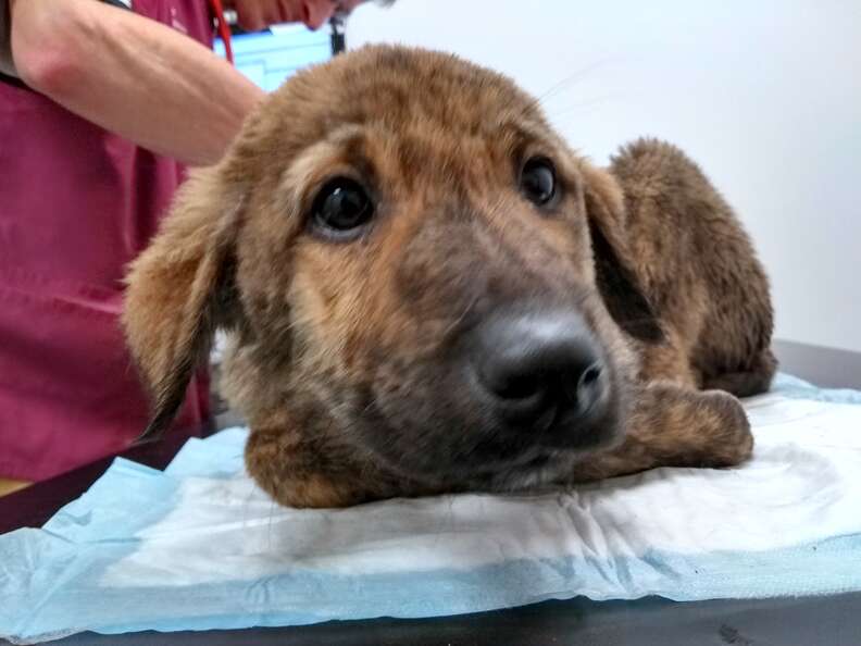 puppies abandoned at car storage place