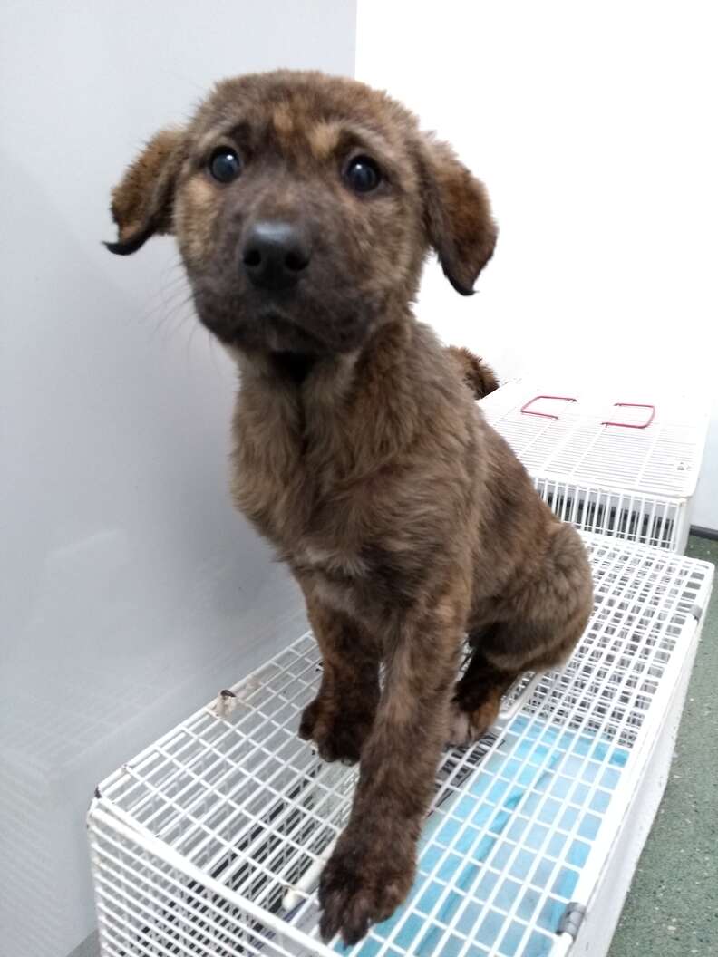 puppies abandoned at car storage place