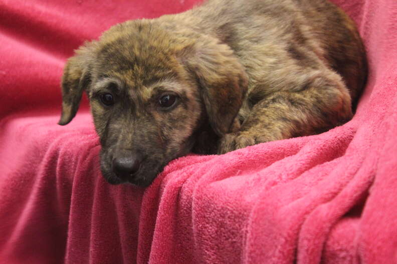 puppies abandoned at car storage place