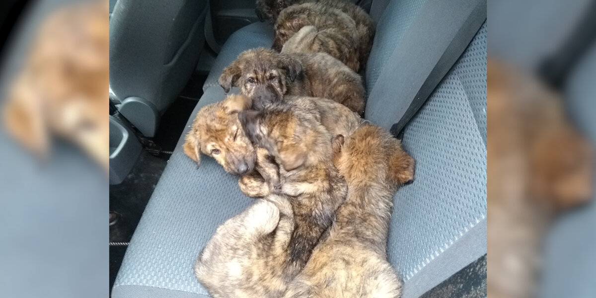 Sick Puppies Were Abandoned All Alone In Empty Parking Garage