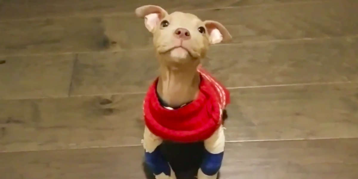 Pit Bull Puppy Wears The Tiniest Leg Braces To Help Him Grow Strong ...