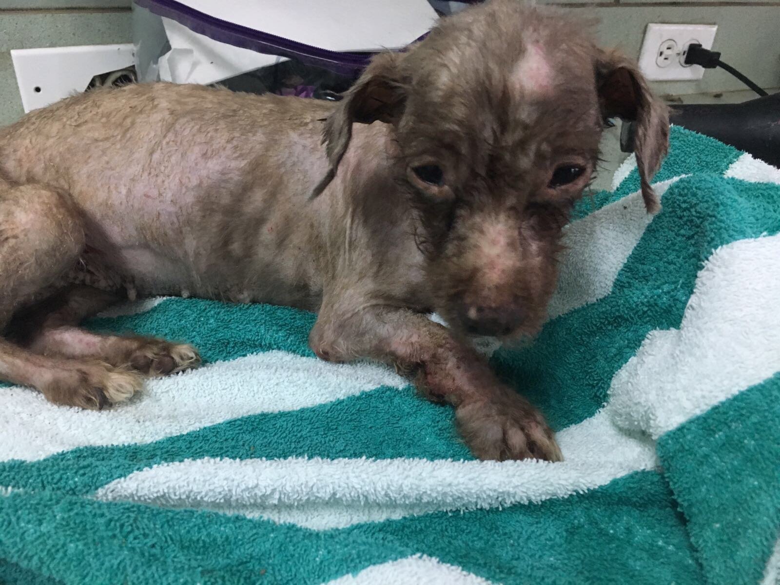 Stray Dog's Matted Hair Was So Heavy She Couldn't Walk - The Dodo