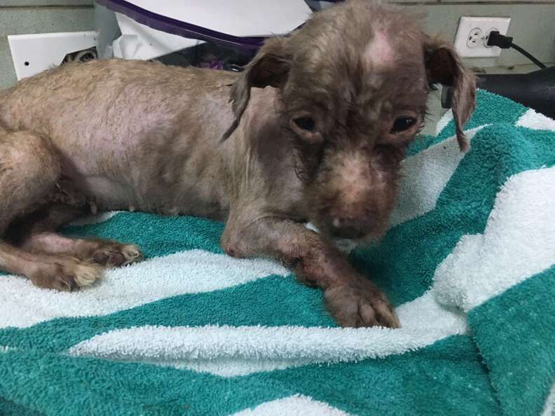 matted dog bahamas rescue