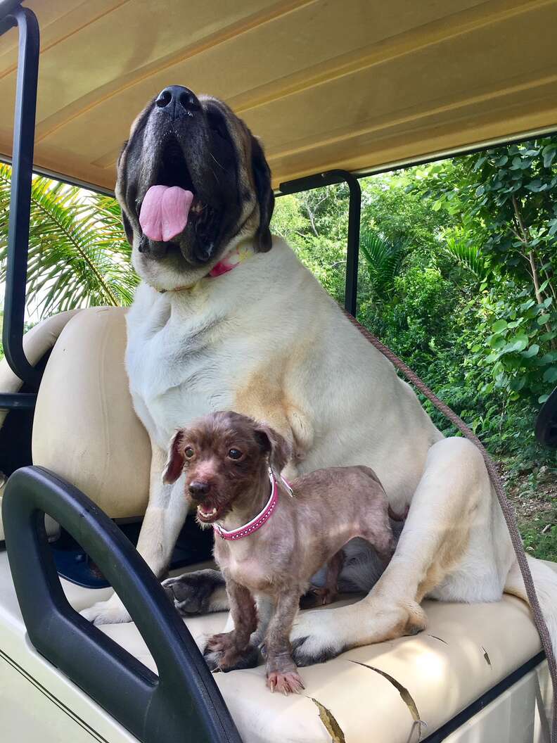 matted dog rescue bahamas