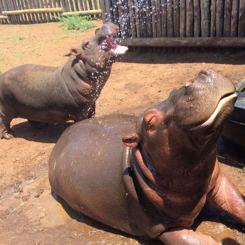 Rescued hippos sharing enclosure