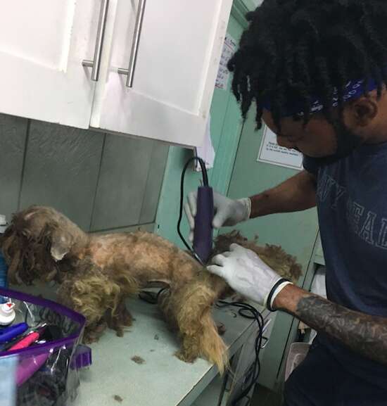 matted dog bahamas rescue