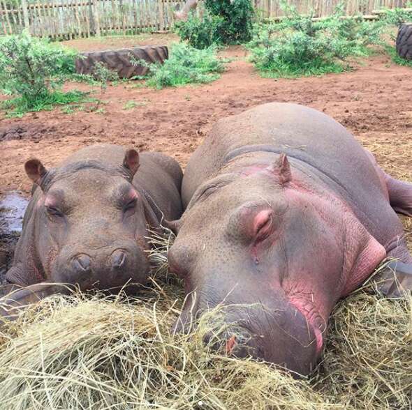 Rescued hippos cuddling together