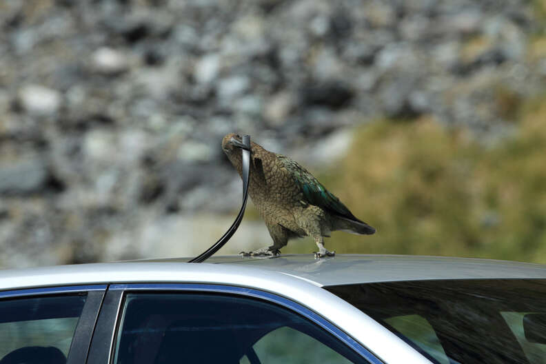 Wild kea parrot in New Zealand