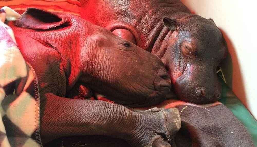 Rhino cuddling with hippo