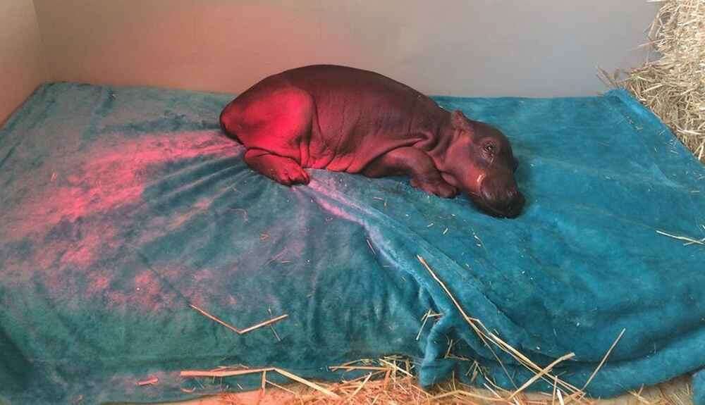 Baby hippo lying on blanket