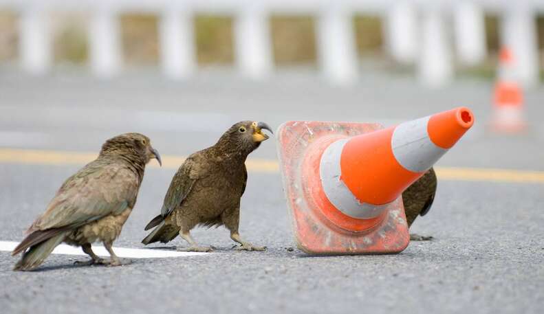 Traffic cone moving kea in New Zealand