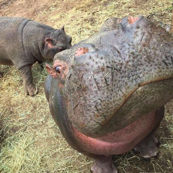 Hippos inside enclosure