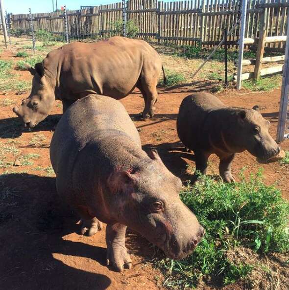 Rhino and hippos inside boma