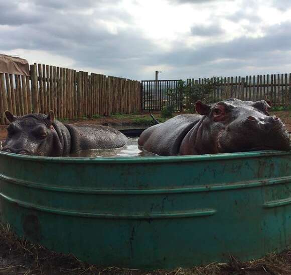 Hippos sharing pool