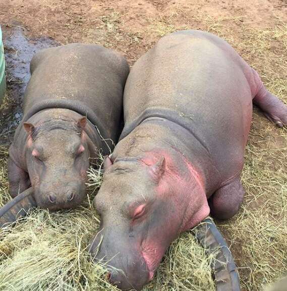 Hippos snoozing together