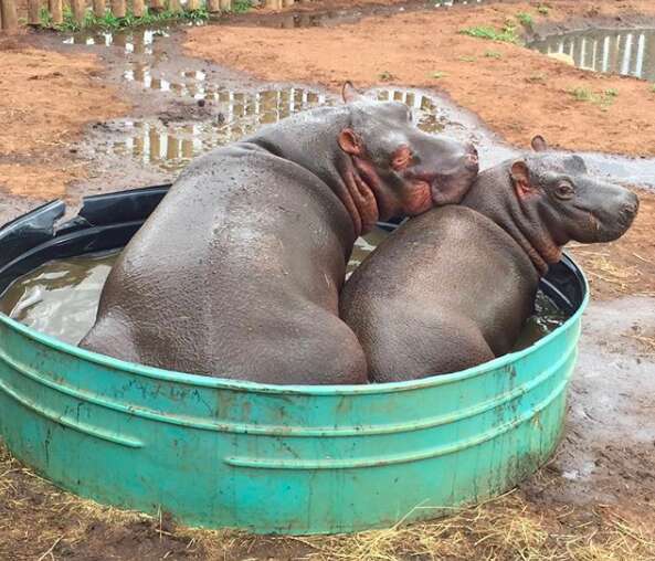 Hippos swimming together