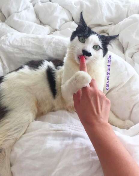 sick kitten healed