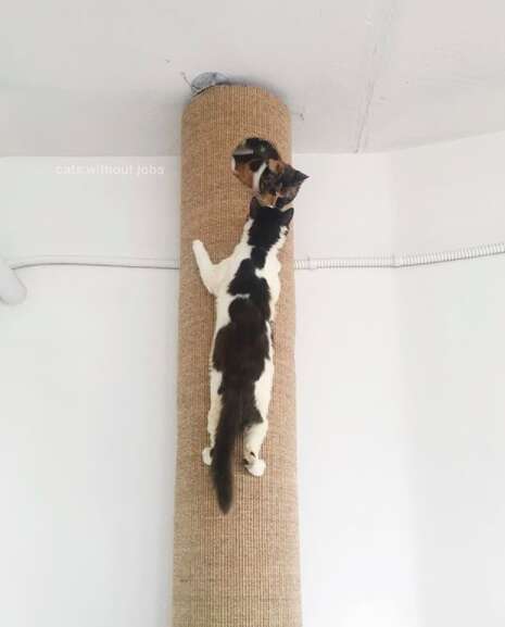 sick kitten