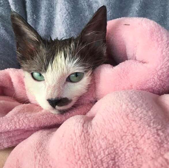 sick kitten healed