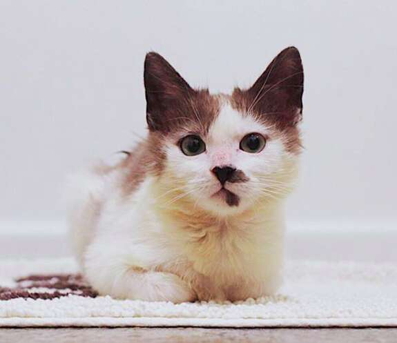 sick kitten