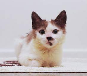 Sick Hairless Kitten Turns Into The Fluffiest Cat With The Right Care The Dodo