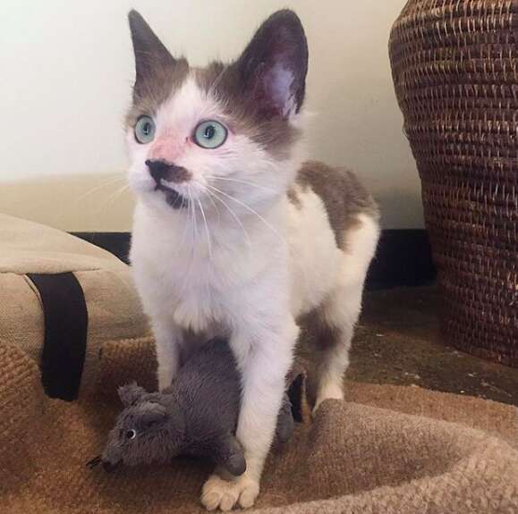 sick kitten