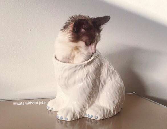 sick kitten