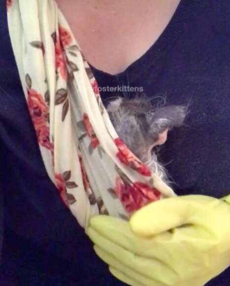 sick kitten