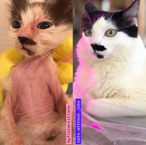 sick kitten