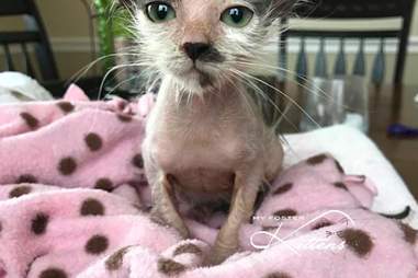 Sick Hairless Kitten Turns Into The Fluffiest Cat With The Right Care The Dodo