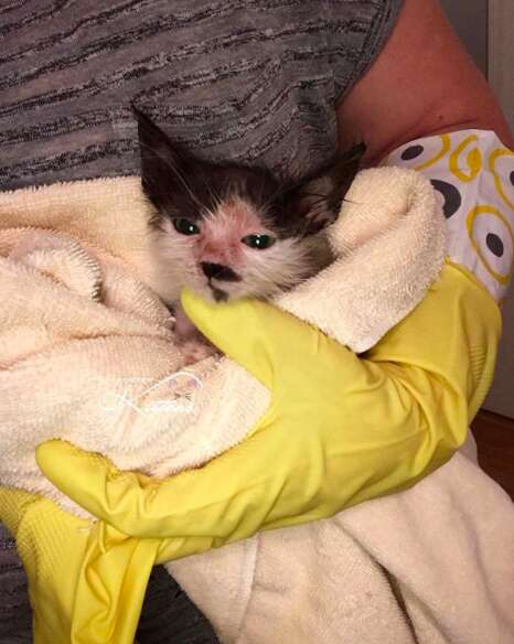 sick kitten