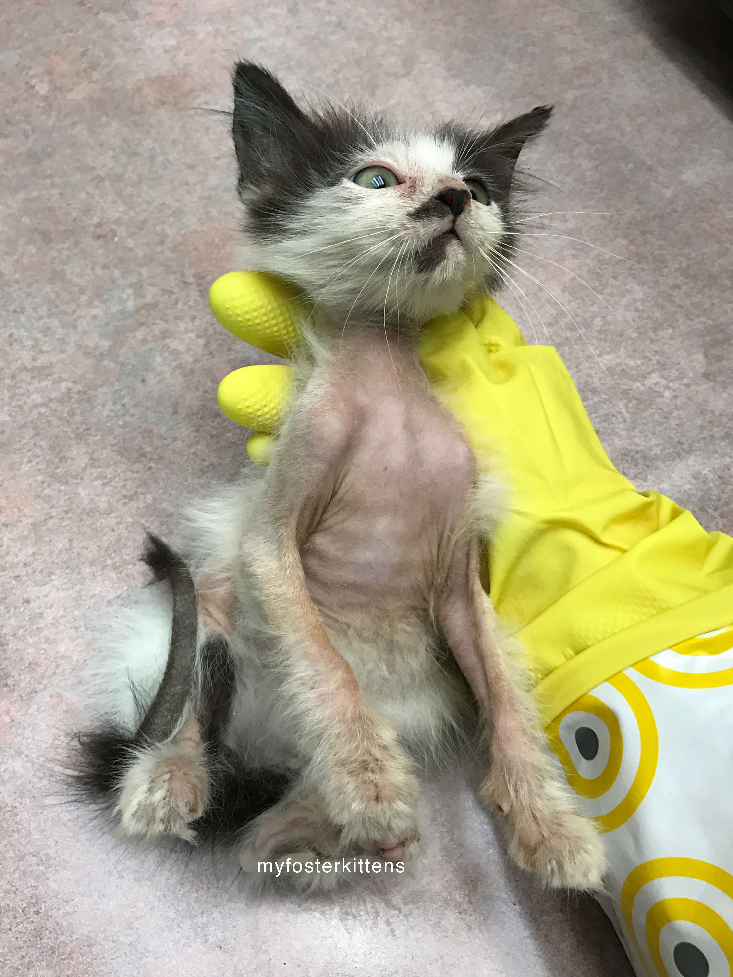 sick kitten