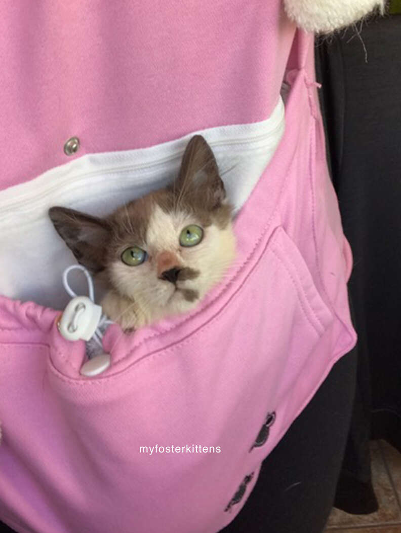 sick kitten