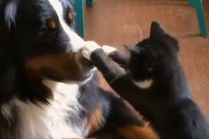 Dog And Cat Have Been Wrestling For Years