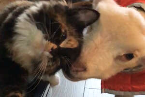 Sick Little Lamb Falls In Love With A Rescue Cat