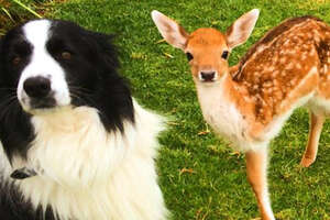 Rescued Baby Deer Grows Up With Dogs