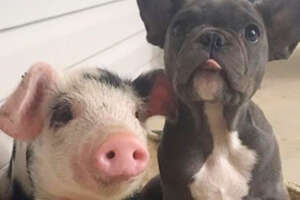 These Dogs Raise Orphaned Piglets