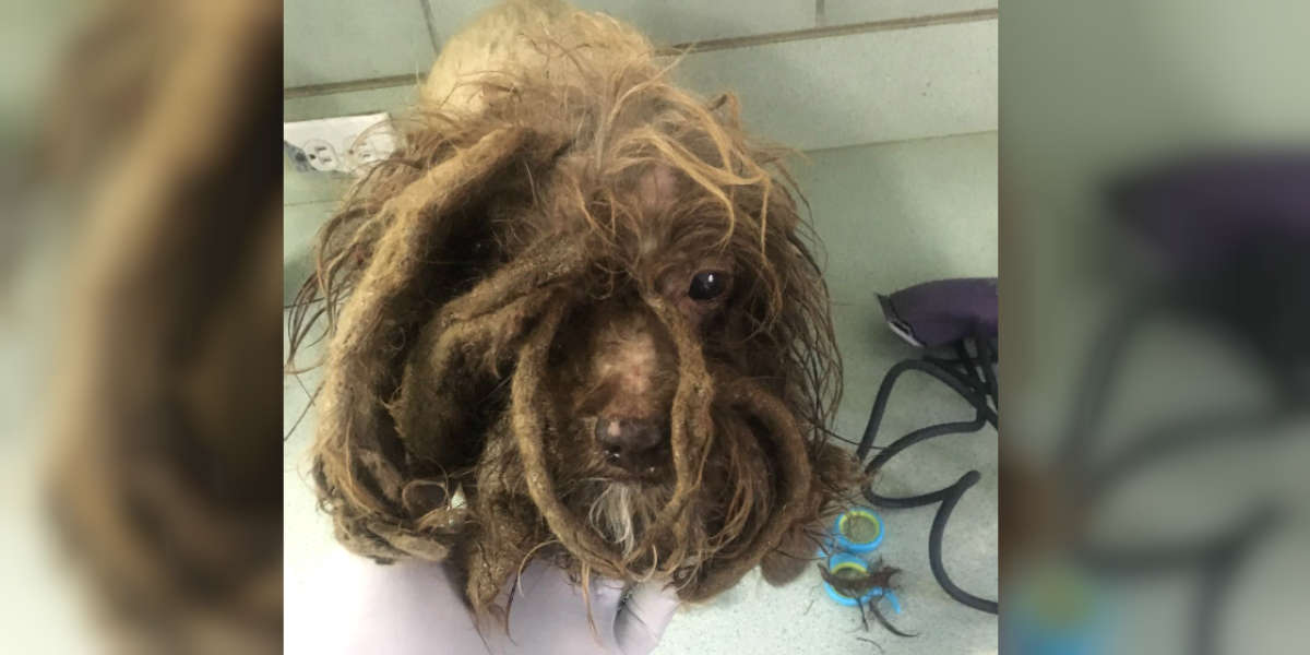 Stray Dog's Matted Hair Was So Heavy She Couldn't Walk The Dodo