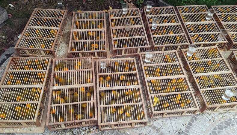 Trafficked wild birds in wooden cages