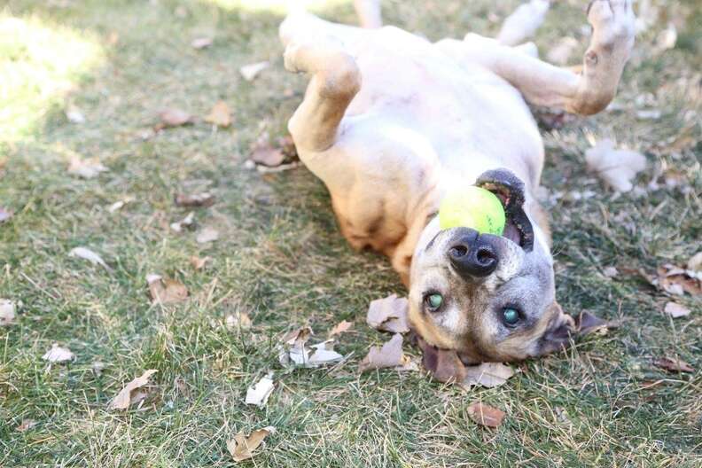 dog chained up for 14 years