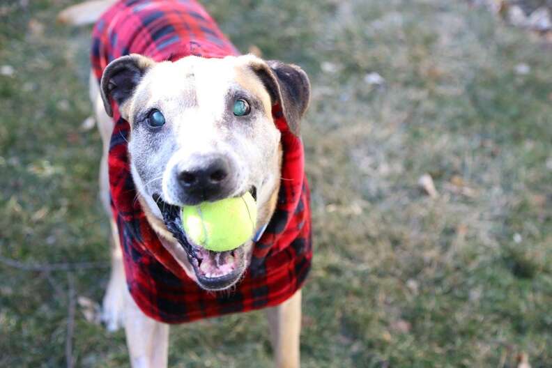 dog chained up for 14 years